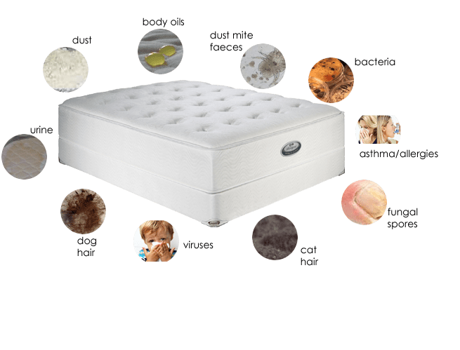 Mattress cleaning services